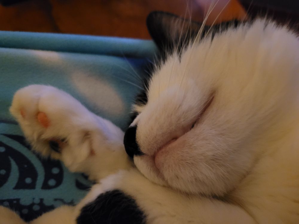 close up of a sleeping tuxedo cat on a blue towel stretched across my lap. her lips are turned up in a dolphin's grin.