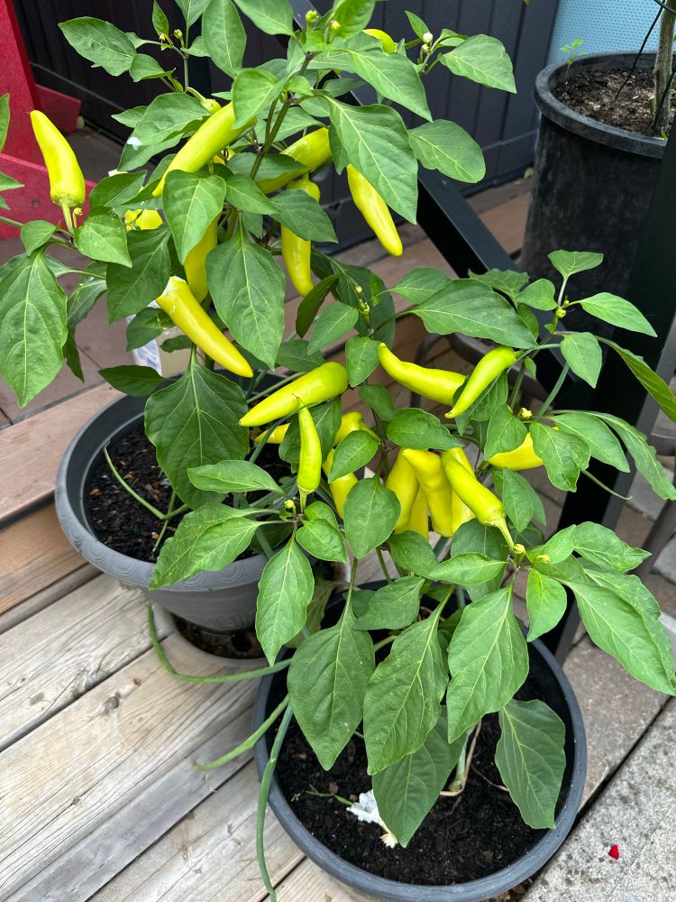 Green bushy plants with a multitude of longish bright yellow peppers 