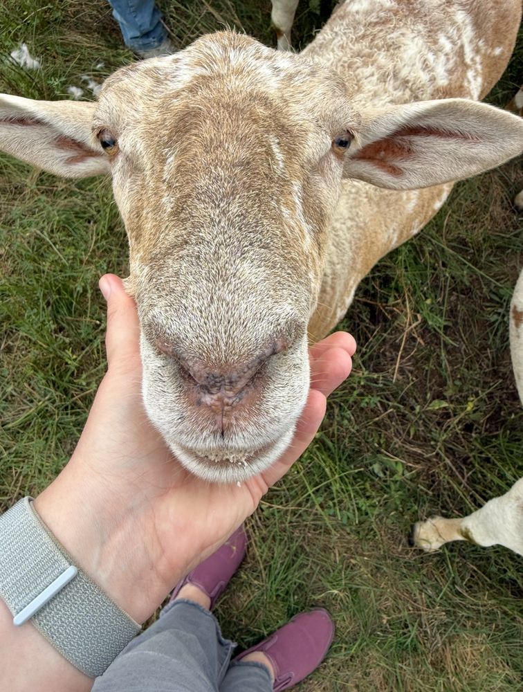 Close up of the face of a sheep. It is resting its chin in a person’s hand, and is looking into the camera. There is grass on the ground. The sheep’s face is different shades of a fawn brown mixed with cream. Its ears are sticking out on both sides.