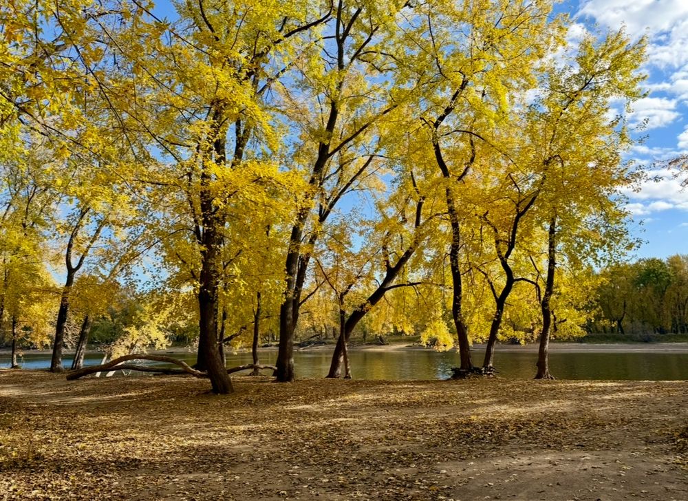 Fall photo taken in the afternoon. The sky is blue with some white clouds. The main part of the photo is about 10 tall trees along the edge of some water. The trees have vibrant yellow and gold leaves. The foreground of the photo is flat dirt with a scattering of brown leaves and some dappled sunlight 