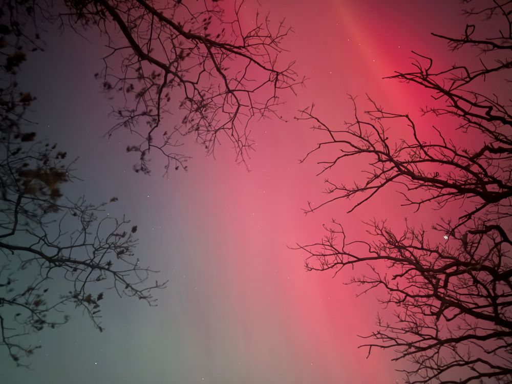 Nighttime, looking straight up into the sky. Some tree branches with almost no leaves visible. The sky is half a muted green, and suddenly fades into a vibrant pink for the other half of the sky