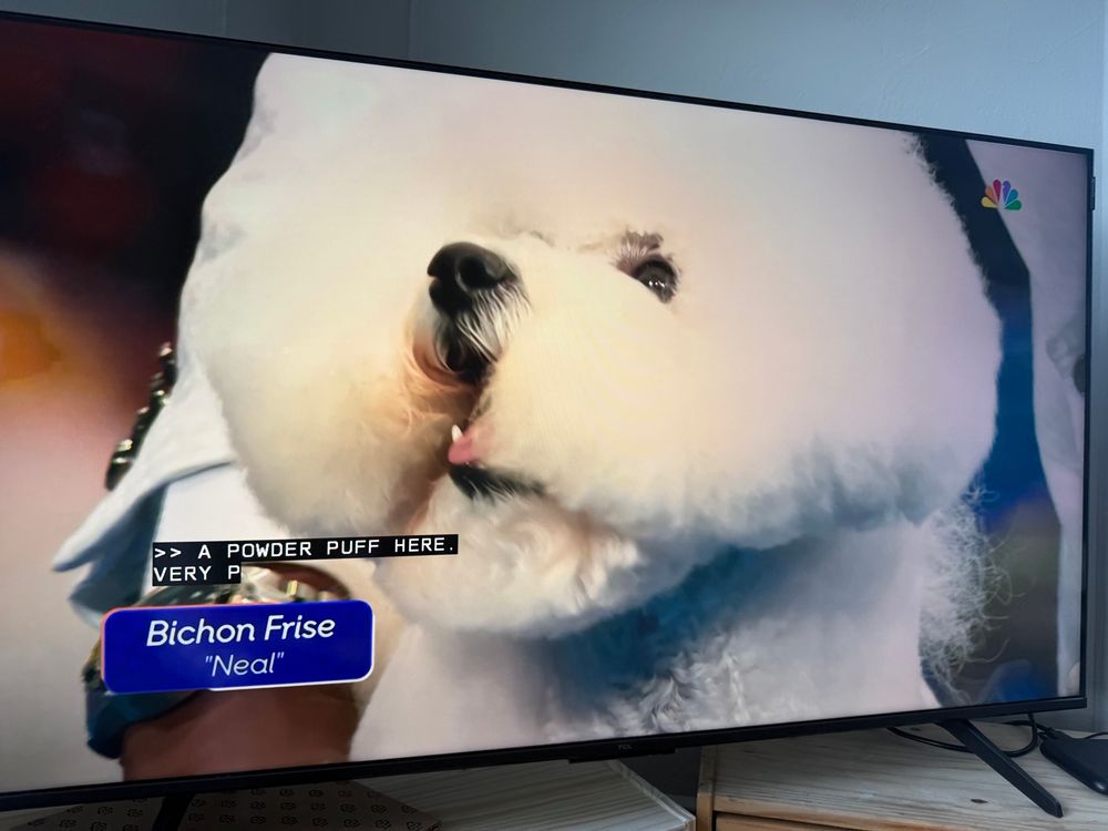 Small white dog, a bichon frise named Neal, with a lot of very well-groomed floof all over 