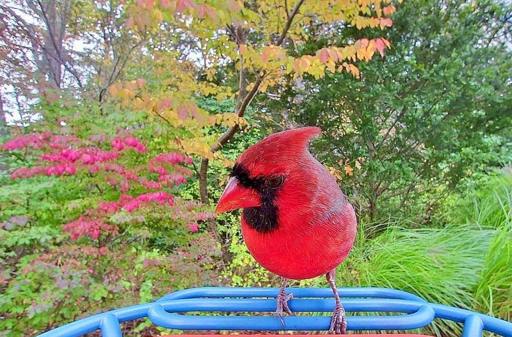 Cardinal at my bird feeder.