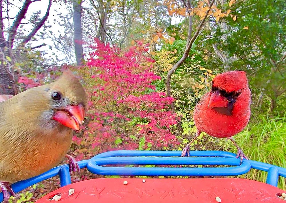 A pair of cardinals -female and male sit at my bird feeder.