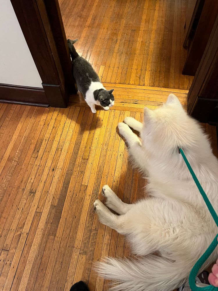 photo of my dog being cautiously sniffed by my cat