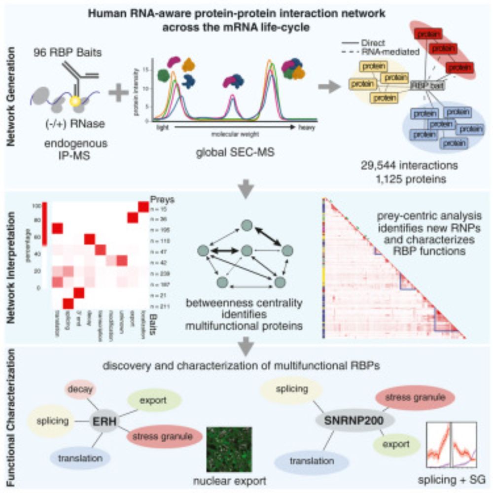 Large-scale map of RNA-binding protein interactomes across the mRNA life cycle