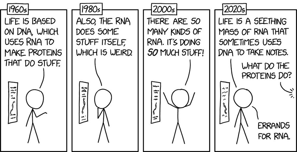 1960s
Lecturer: Life is based on DNA, which uses RNA to make proteins that do stuff.
1980s
Lecturer: Also, the RNA does some stuff itself, which is weird.
2000s
Lecturer: There are so many kinds of RNA. It's doing so much stuff!
2020s
Lecturer: Life is a seething mass of RNA that sometimes uses DNA to take notes.
Question from audience: "What do the proteins do?"
Lecturer: Errands for RNA.
