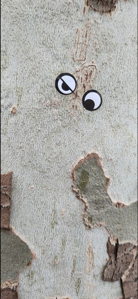 Mismatched eyes on a tree.