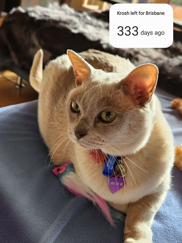 Kroshka, a beautiful lilac point burmese cat, on a blue blanket with a pink, white and blue mouse beside her.