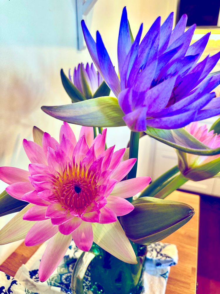 A pink and blue lotus flower in a vase stylised to look like a painting.