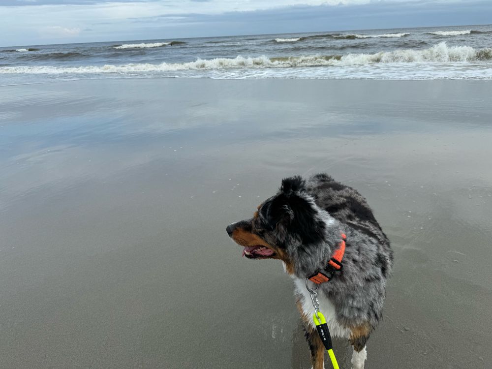 Bowser at the beach!  It’s still sensory overload and super hyper the whole time.  And he gets a bath after every single time.