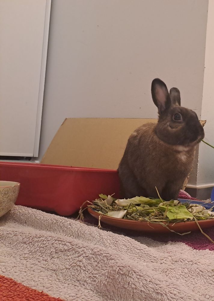 Grizzly, petit lapin brun, mange du foin. Il a une marque blanche qui ressemble à une cravate sous le menton. 
