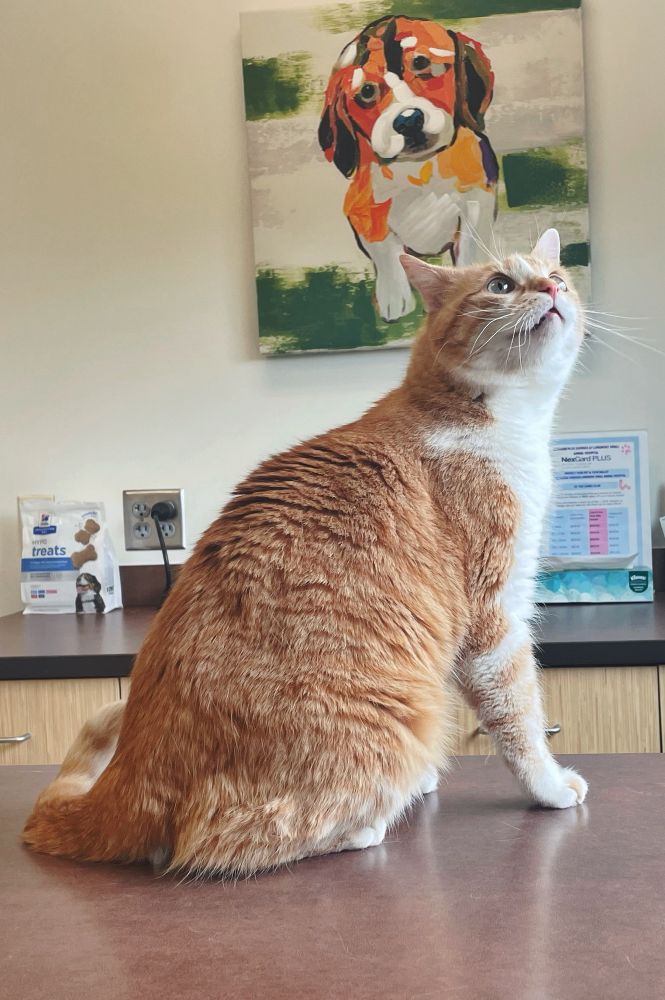 Shrimp, an orange and white tabby cat, sits on a counter in a vet’s office. His back is to the camera but he twists to look at a corner of the ceiling behind the photographer.
