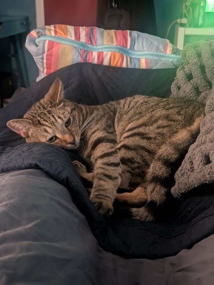 Mr Elmo looking particularly adorable 