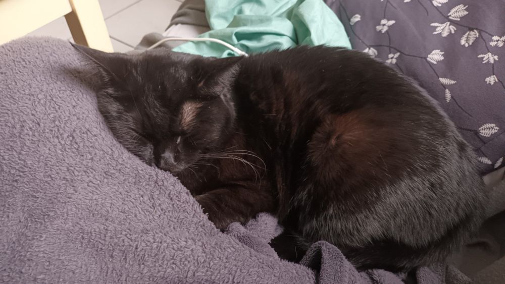 Petit chat noir allongé / avachi sur une couverture grise