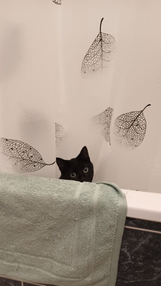 Le rebord de la baignoire : on voit une tête de chat noir dépasser, à côté du tapis de bain qui sèche et avec en fond un rideau de douche blanc avec des feuilles. 