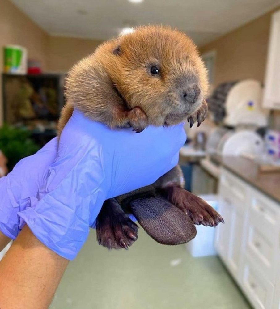 Baby beaver