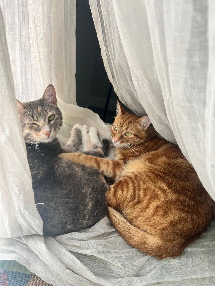 2 cats being cute. 