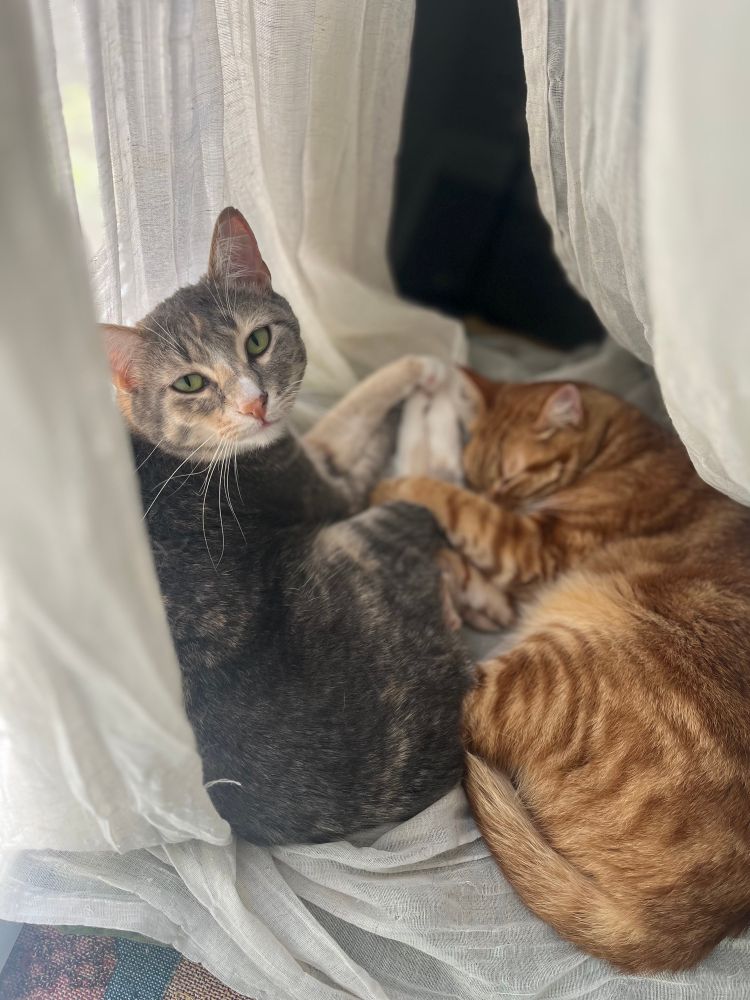 2 cats being cute. 
