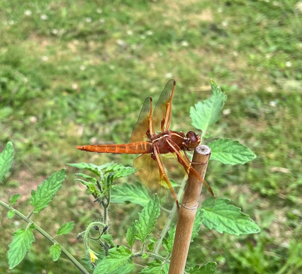 Red dragon fly in my garden. 