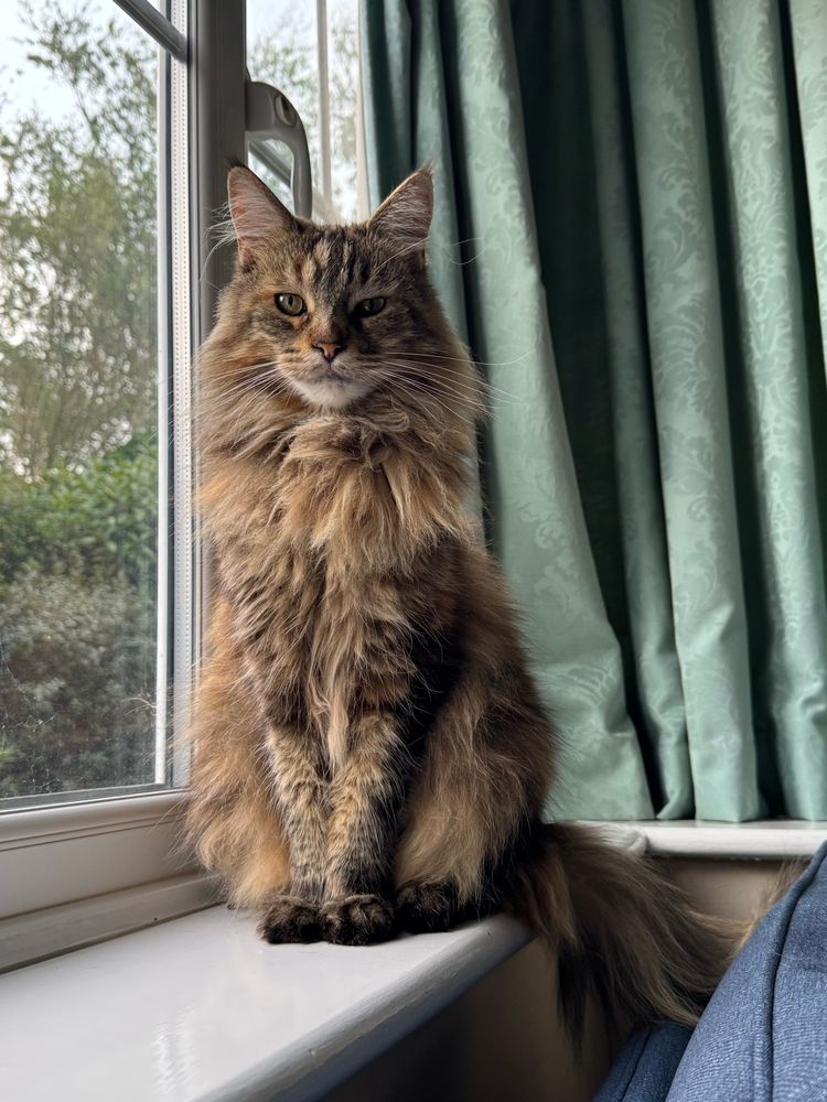 Torbie Maine coon disapproves 