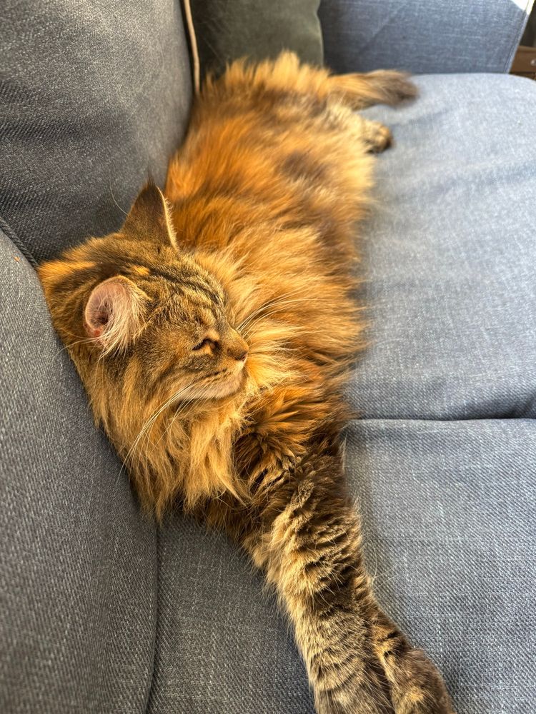 Torbie Maine coon is doing her best to occupy an entire sofa 