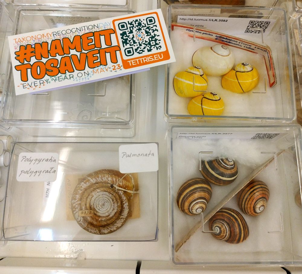 A shell of the Brazilian gyre snail in the collection of the Finnish Museum of Natural History, close to shells of the Cuban painted snail. There is a sticker of the #Nameittosaveit campaign.