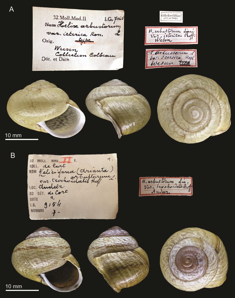 Figure 4 from the paper: A. syntype of Helix arbustorum var. icterica. B. possible syntype of Helix arbustorum var. trochoidalis. Labels not to scale with shells.