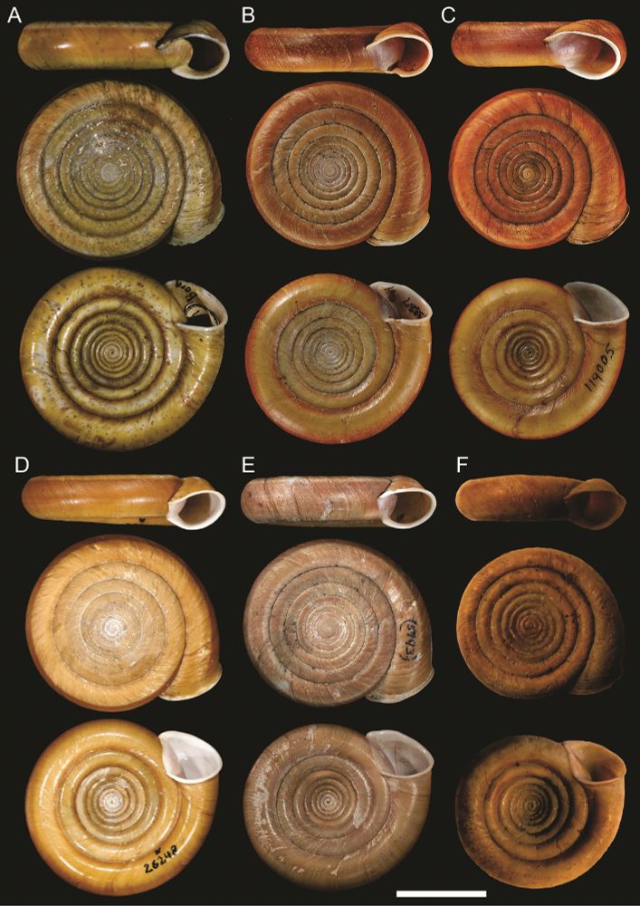 Shells of the Brazilian gyre snail, Polygiratia polygirata.