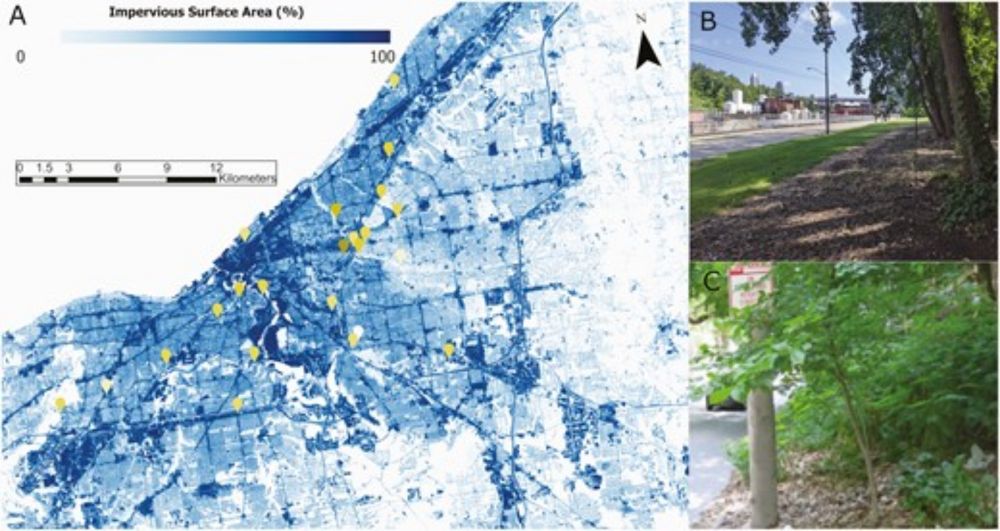 Evolution and plasticity of physiological traits in the collembolan Orchesella villosa at fine spatial scales within the city