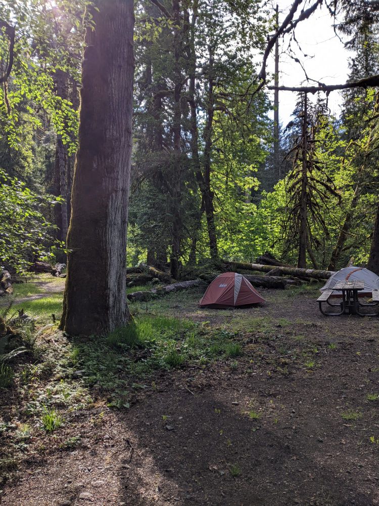 Tents at a campsite with large red cedar and Doug firs