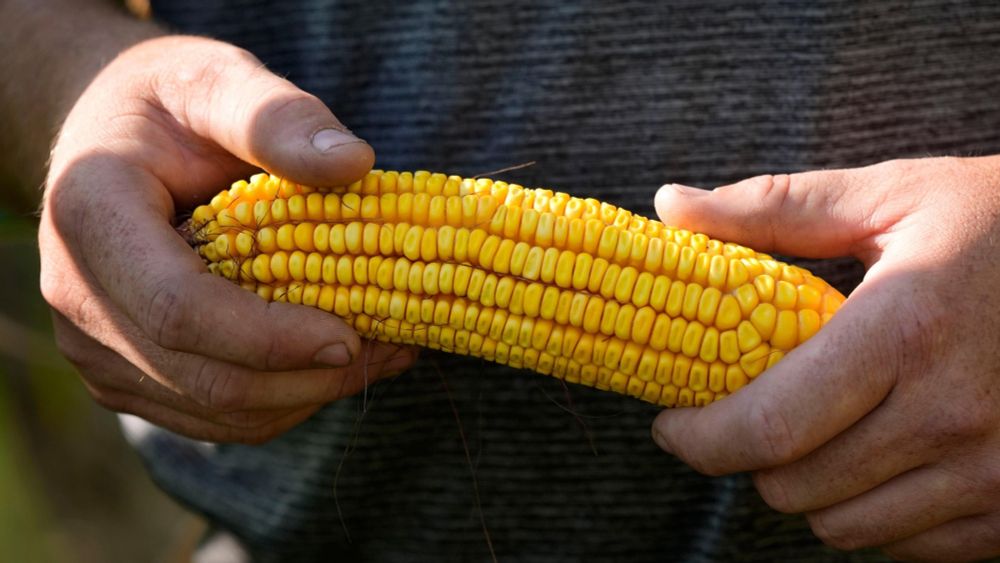 ‘Short corn’ could replace the towering cornfields steamrolled by a changing climate