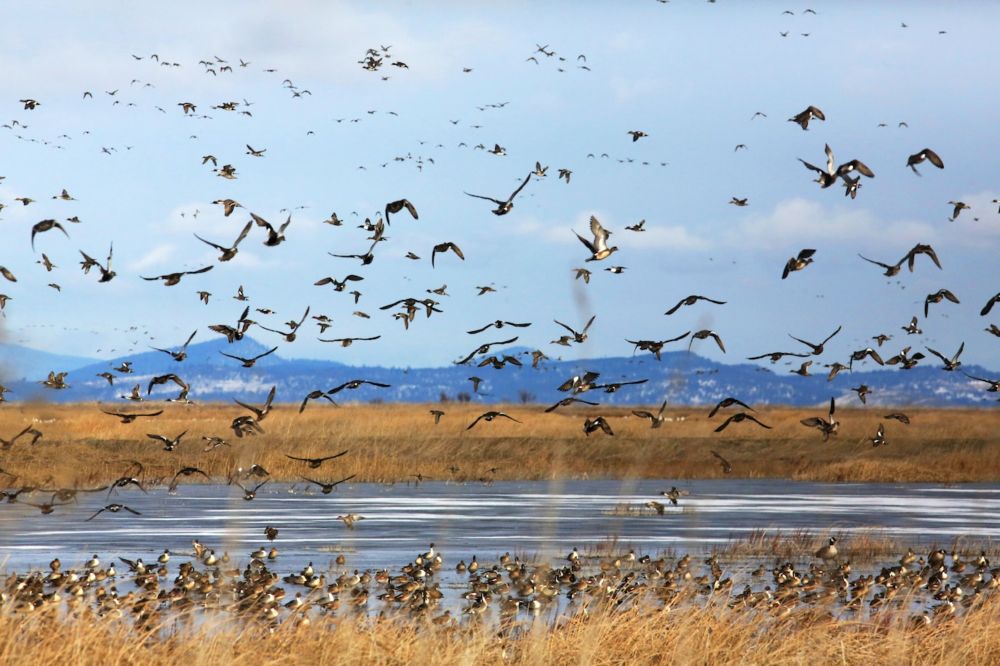 Tens of thousands of birds die at wildlife refuges in southern Oregon, the largest die-off to date