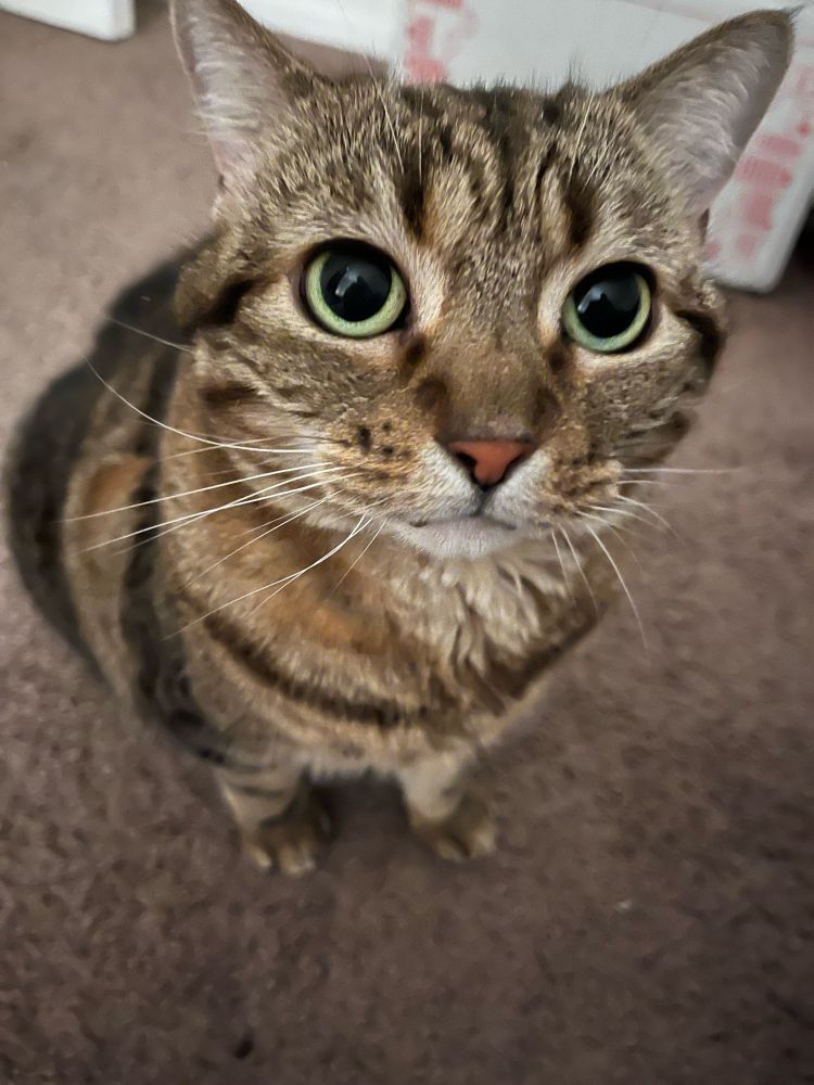 A brown tabby cat with large green eyes maintains a pleading expression.
