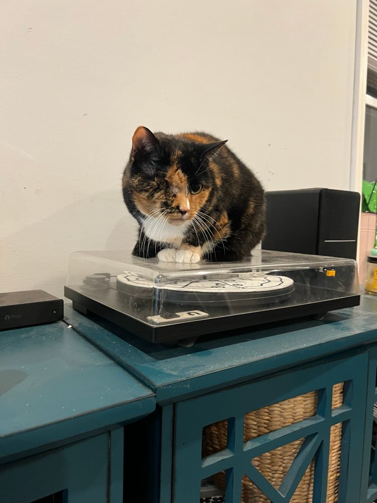 my one eyed calico cat Avery sitting on top of my turntable