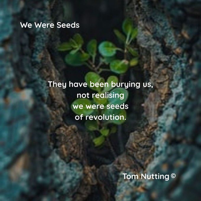 A small green plant grows upward from a crack between two pieces of dark, textured bark. Overlaid text reads:
'They have been burying us, not realising we were seeds of revolution.' – Tom Nutting.