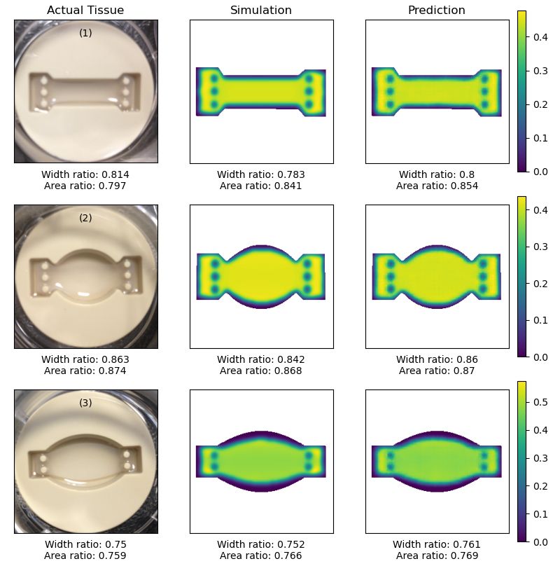 A comparison between cultivated glial tissue, biophysical simulation and machine learning predictions. Images of the actual tissue can be found on the left, biophysical simulation in the middle and machine learning prediction on the right.