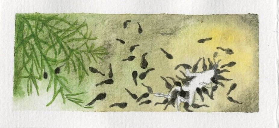 Mini carnet de terrain naturaliste, illustration à l'aquarelle.

Discoglosse mort (amphibien) dévoré par des têtards, dans une rivière à Port Cros.
