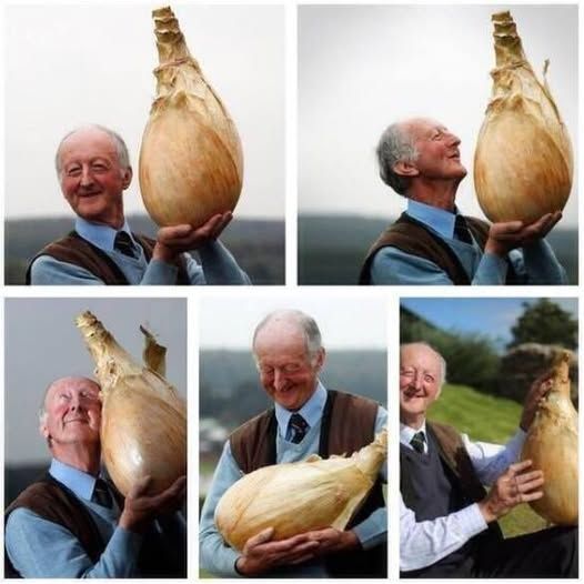 An elderly English man lovingly admires an absolutely gigantic onion.
