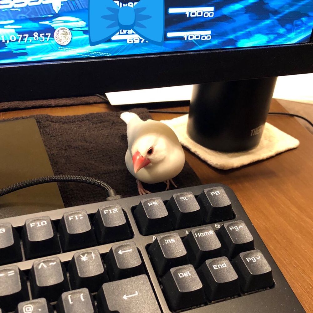 白文鳥が、新調されたゲーミングキーボードを不満げな眼差しで見つめています。