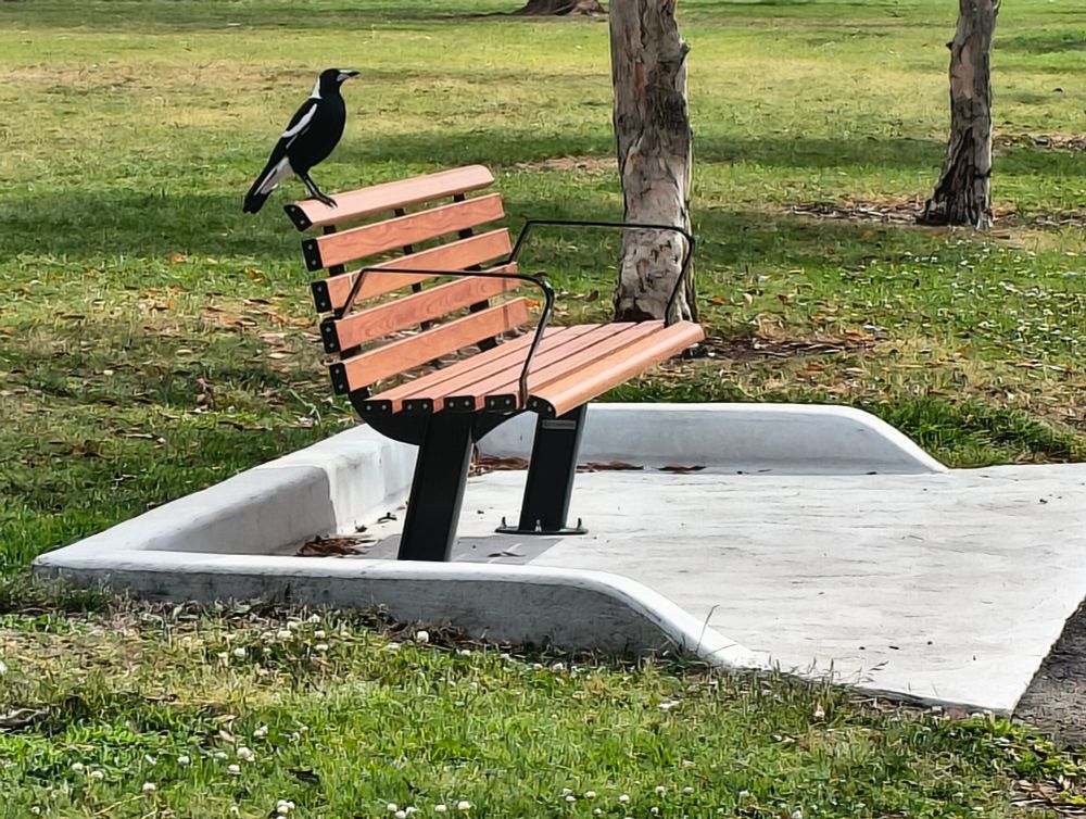 A beautiful magpie sitting on a park bench.