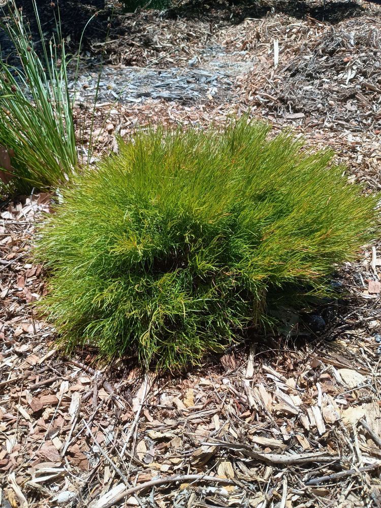 A small green shrub approximately 300 mm tall and 400 mm wide.