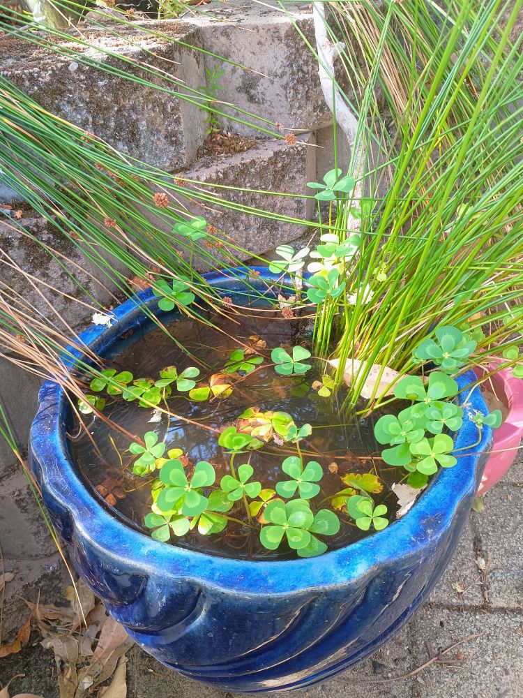 A large blue pot contains water and a two types of water plants. 