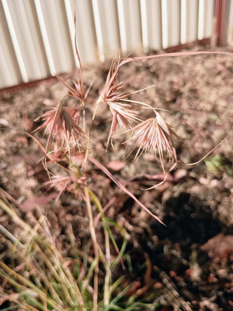 Close up of Kangaroo Grass spikelets.