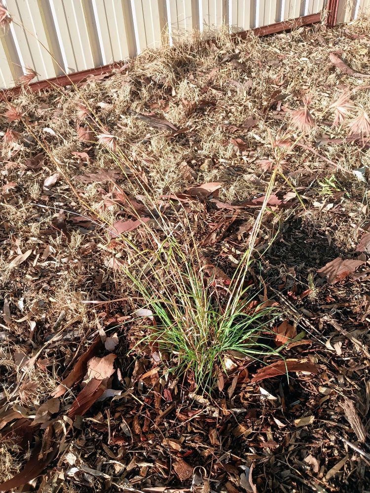 Kangaroo Grass has green leaves with stems about 50cm tall with spikelets at the end.