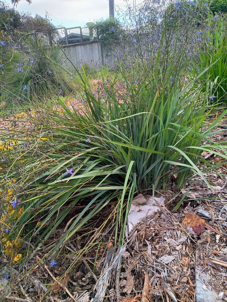 Dianella revoluta, also known as the blue flax lily or black-anther flax lily, is a native Australian perennial plant. It has long, narrow leaves that are typically green or blue-green in color, and grows in a clump-forming habit.