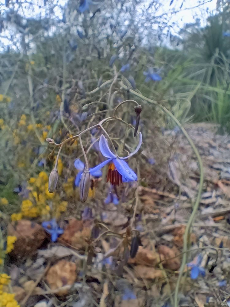 Close up of the flower of Dianella revoluta, also known as the blue flax lily or black-anther flax lily. The flowers are blue to violet and are arranged in groups of two to nine, each flower 10–20 mm. Flowering mainly occurs from spring to early summer and the fruit is a blue to purple berry, 4–10 mm long.