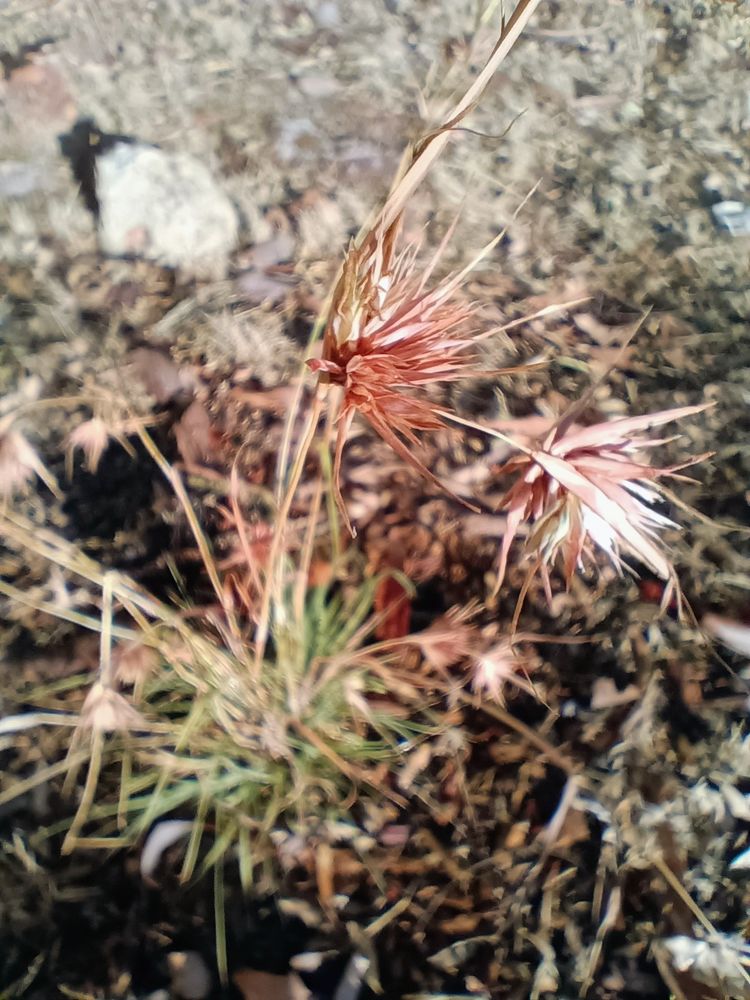 Close up of Kangaroo Grass spikelets.