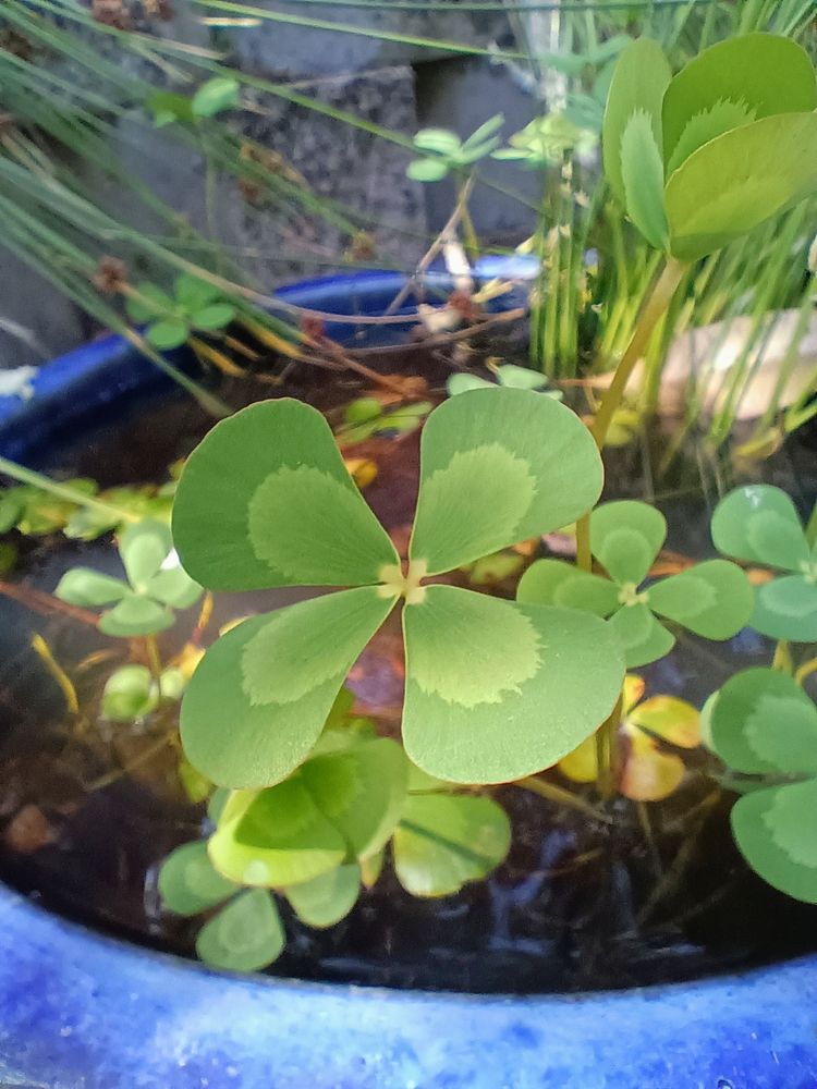Close up of Banded Nardoo leaves. Each four leaflets is up to five centimetres long, wedge-shaped, bright green with a brownish band about halfway along the frond.