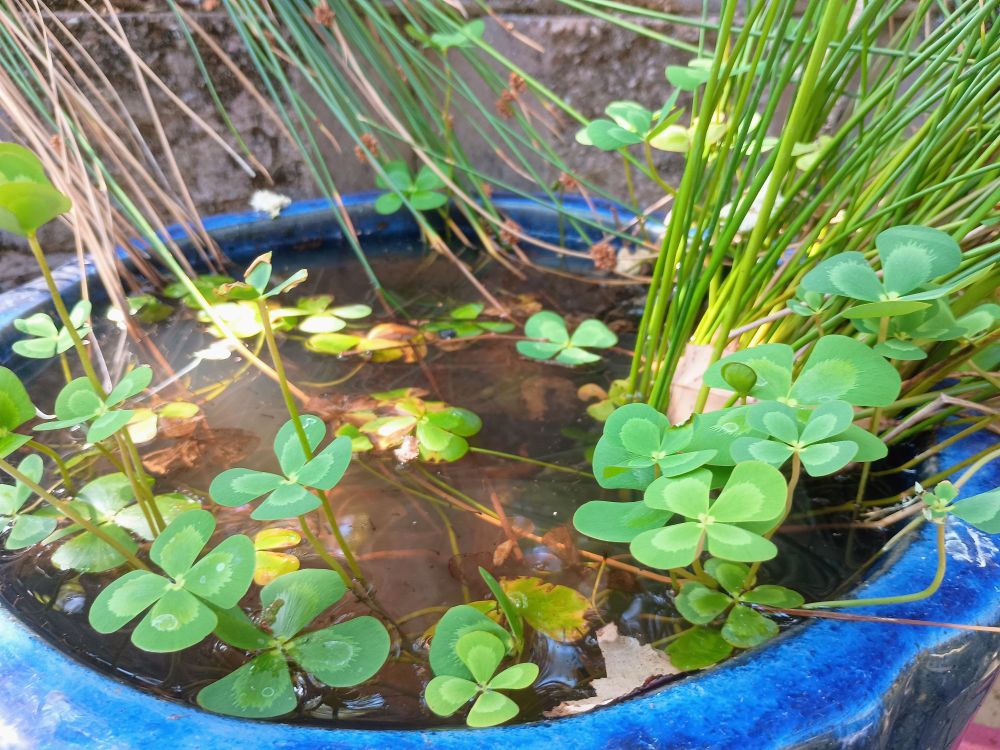 Nardoo floats on the surface of a large blue pot. Nardoo has four leaves similar to a clover.